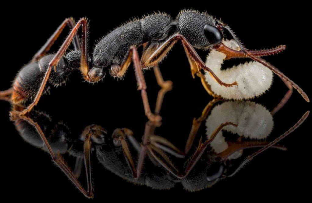 Как происходит размножение и развитие муравьев венаторов