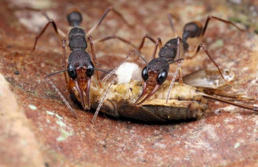 Питание муравьев венаторов