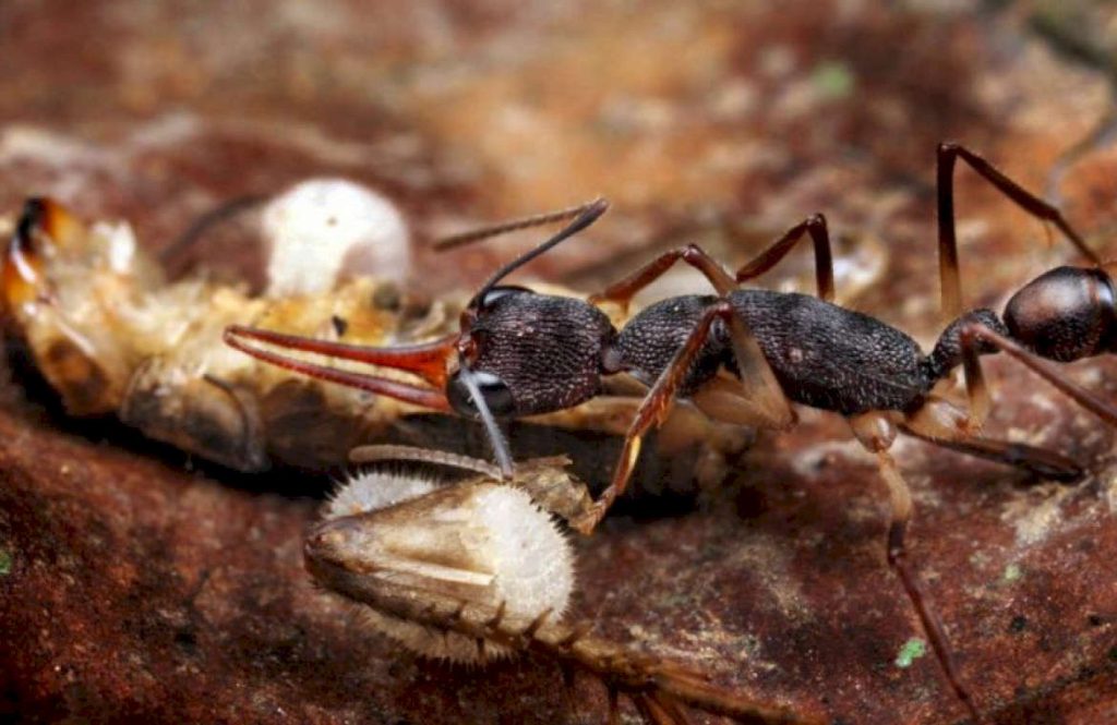 Питание муравьев