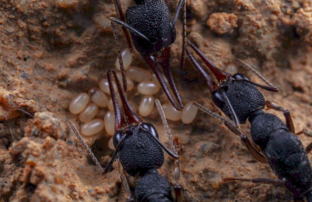 Организация семьи harpegnathos venator: иерархия в муравейнике