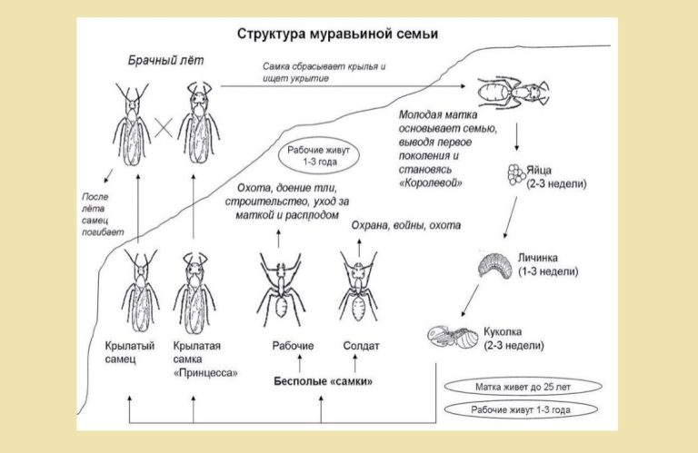 Иерархия муравьев схема в муравейнике