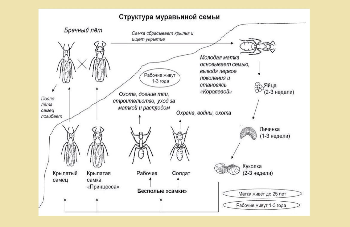 Иерархия муравьев в муравейнике схема