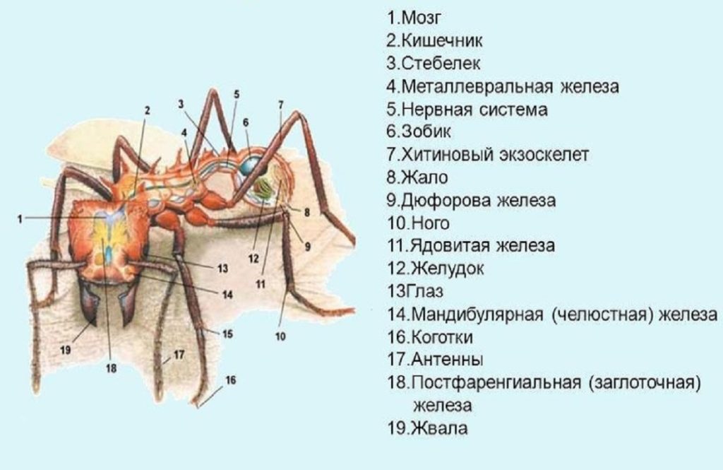 Как формируются внутренние органы у муравья