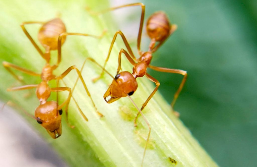Чем кормятся красные муравьи