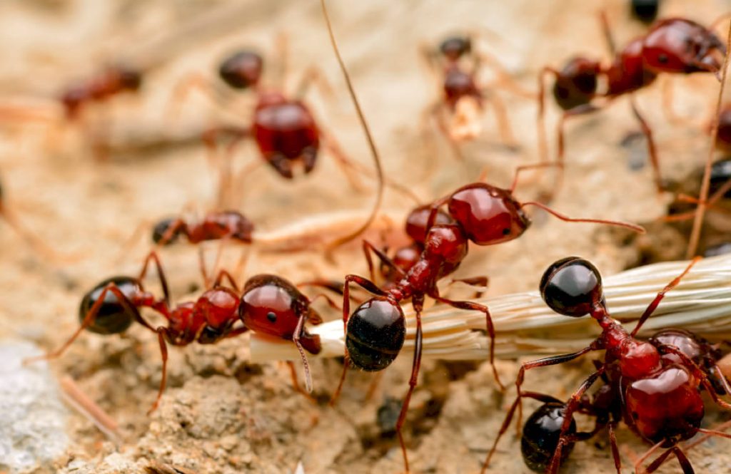 Характеристика вида красных муравьев