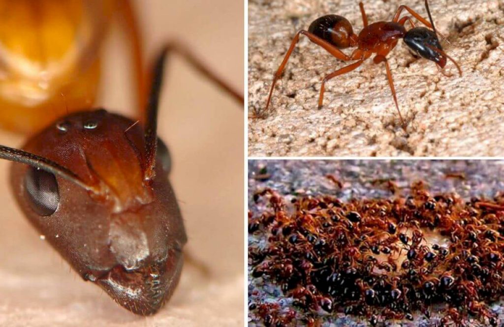 Красные огненные муравьи — это всеядные насекомые