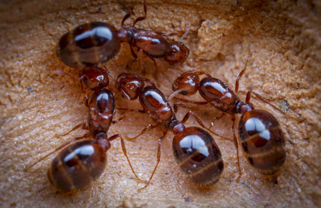 Красные муравьи – один из самых агрессивных и опасных для человека видов насекомых