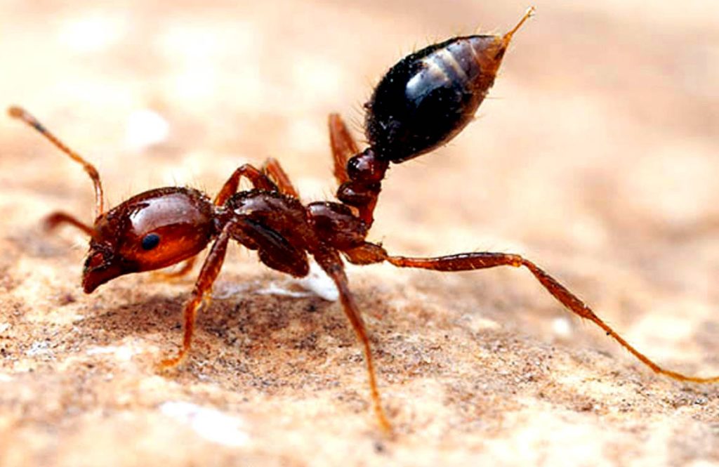 По каким признакам самку можно отделить от самца? огненные муравьи