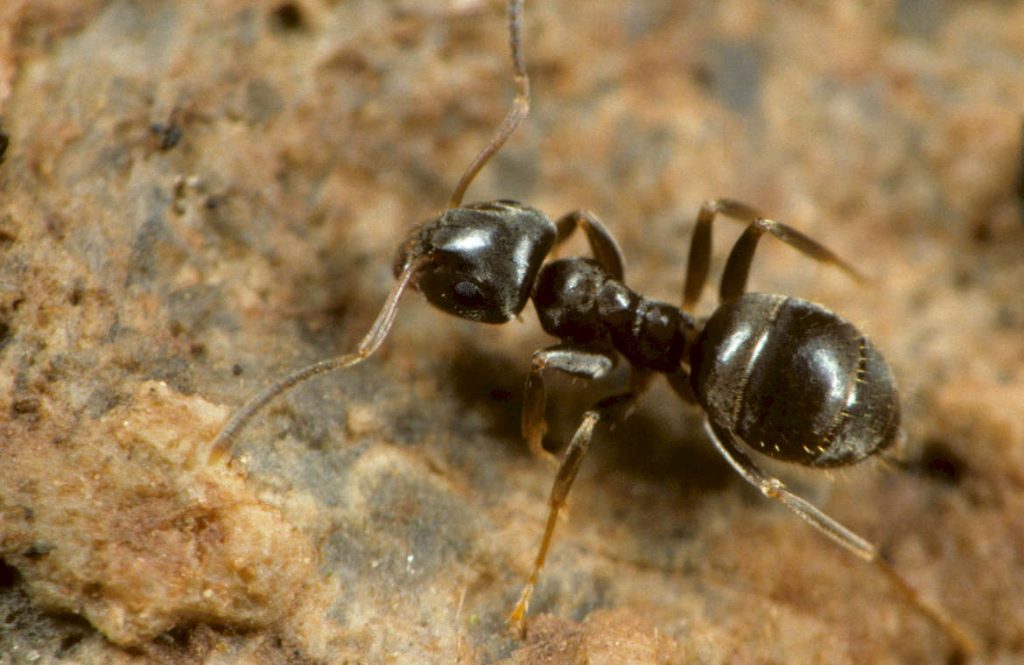 Садовый бледноногий муравей или светло-бурый лазий (лат. Lasius alienus)