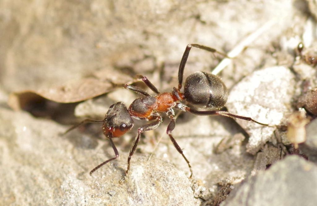Луговой муравей (лат. Formica pratensis)