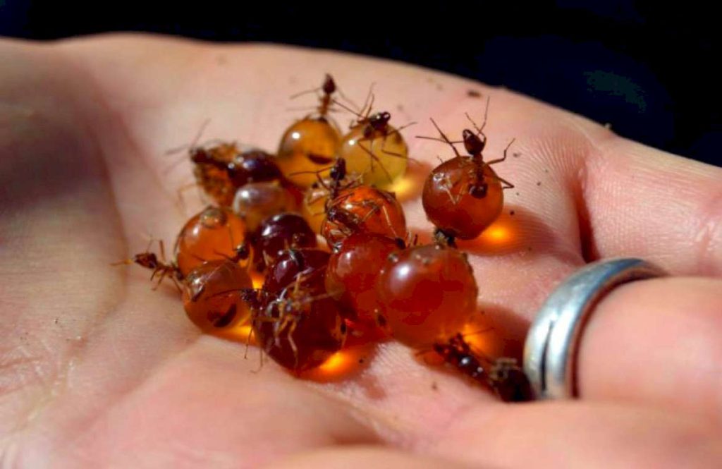 Медовые муравьи (англ. Honeypotant, Honeyants): описание, классификация, как выглядят, кто к ним относится