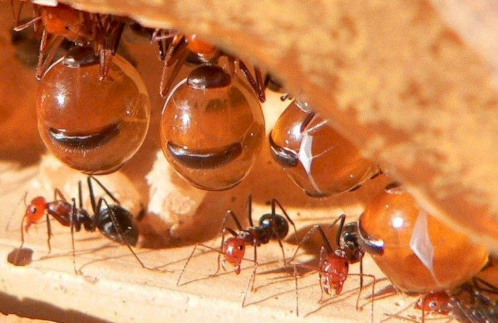 Медовые муравьи (англ. Honeypotant, Honeyants)