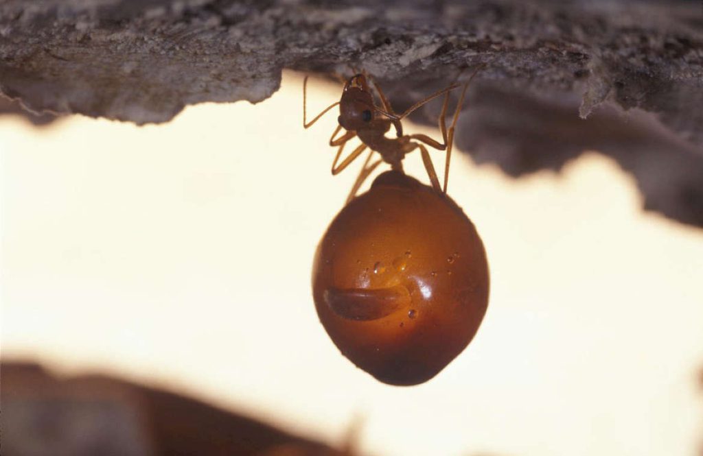 Медовая бочка – внутреннее строение муравья
