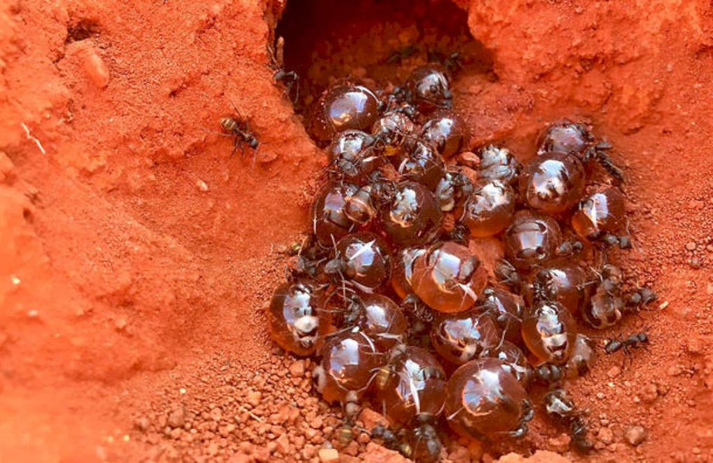 Медовые муравьи бочки колония