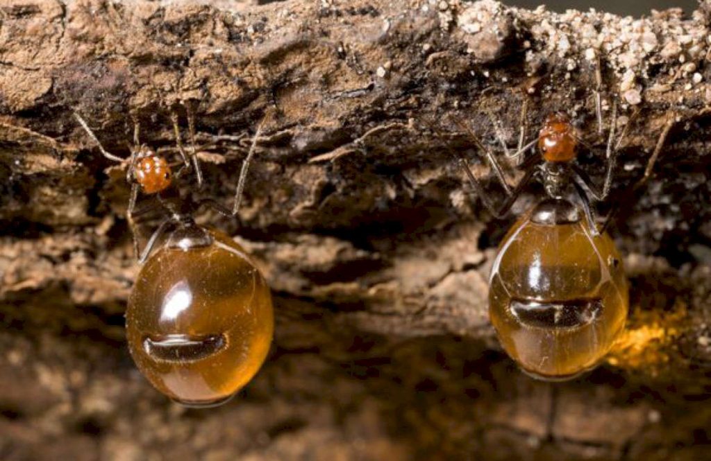 Медовые муравьи бочки 3