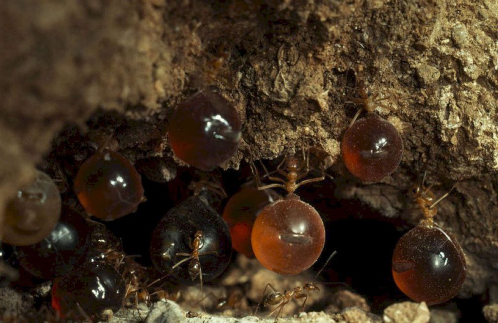 Отдельный вид муравьев из колонии – «медовые бочки»