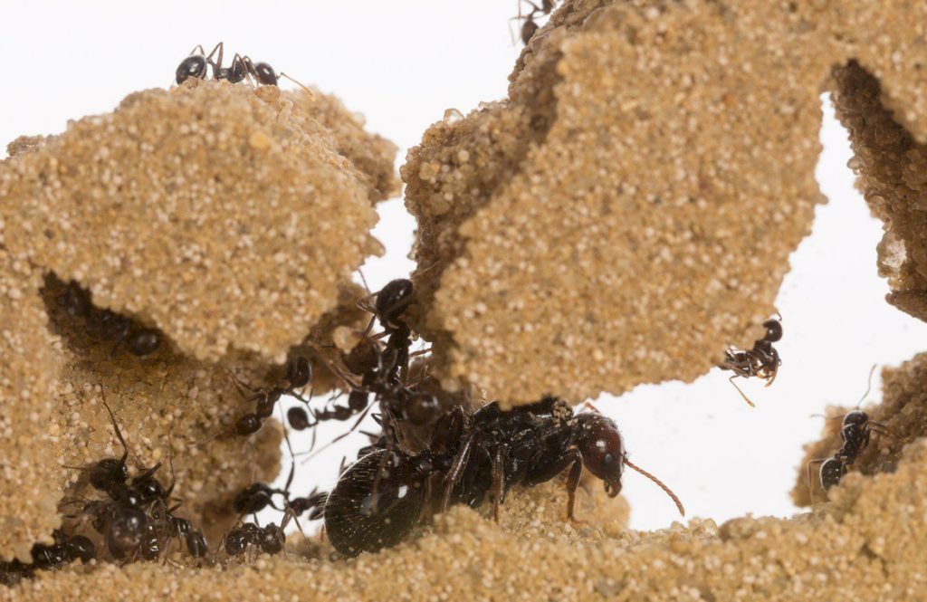 Формикарий песчанный с муравьями