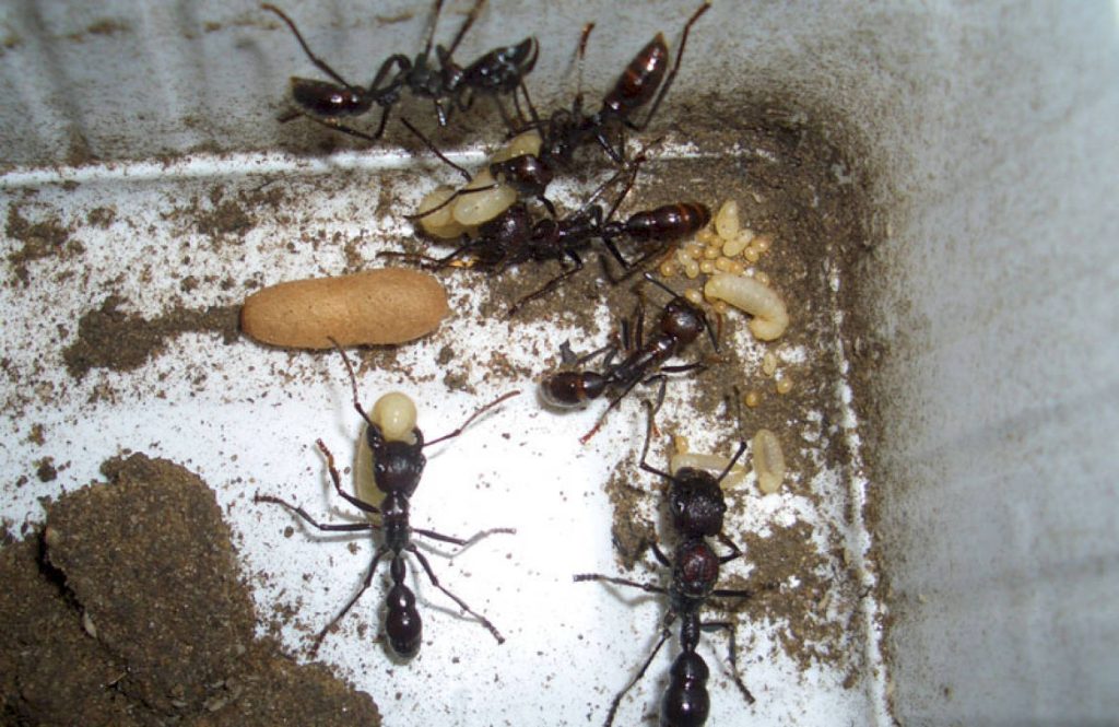 Какие микро- и макроэлементы требуются для развития муравьев