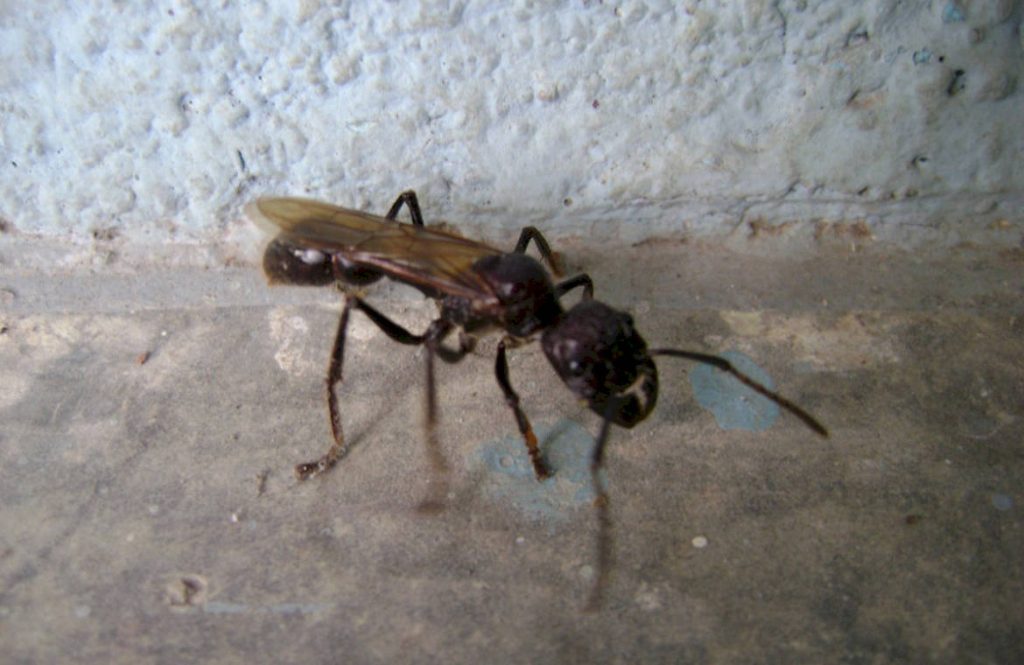 Польза и вред муравьев пуля