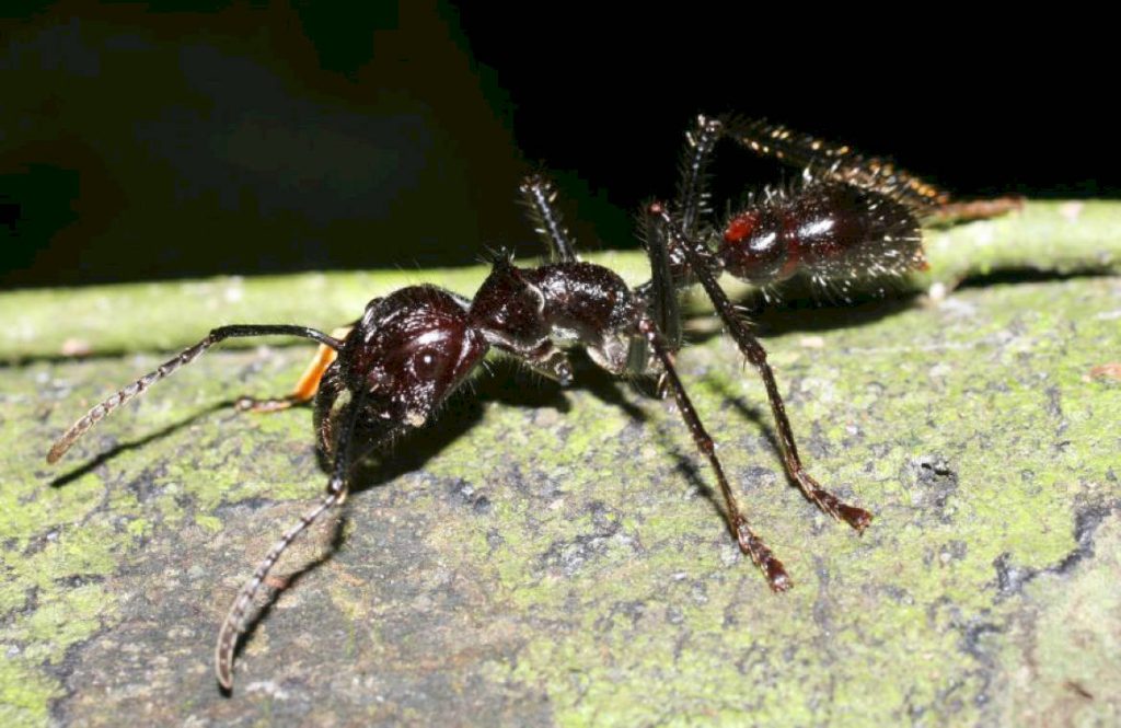 Почему не стоит бояться человеку укусов муравья-пули