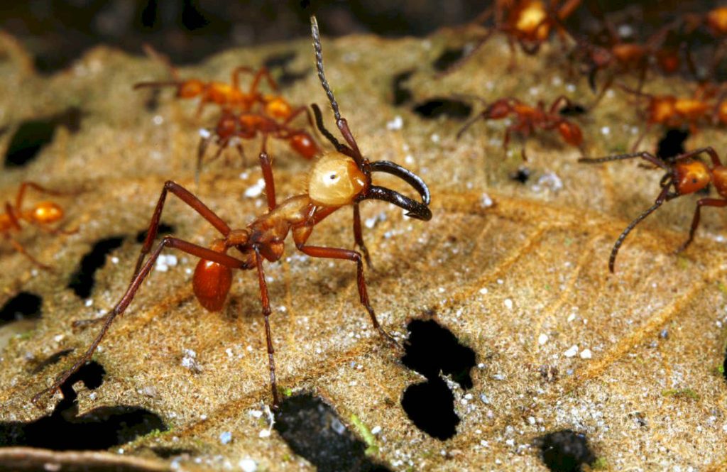 Чем питается армейский муравей