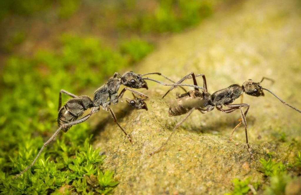 Где чаще всего обитают насекомые и в какой природной зоне живут муравьи-бегунки