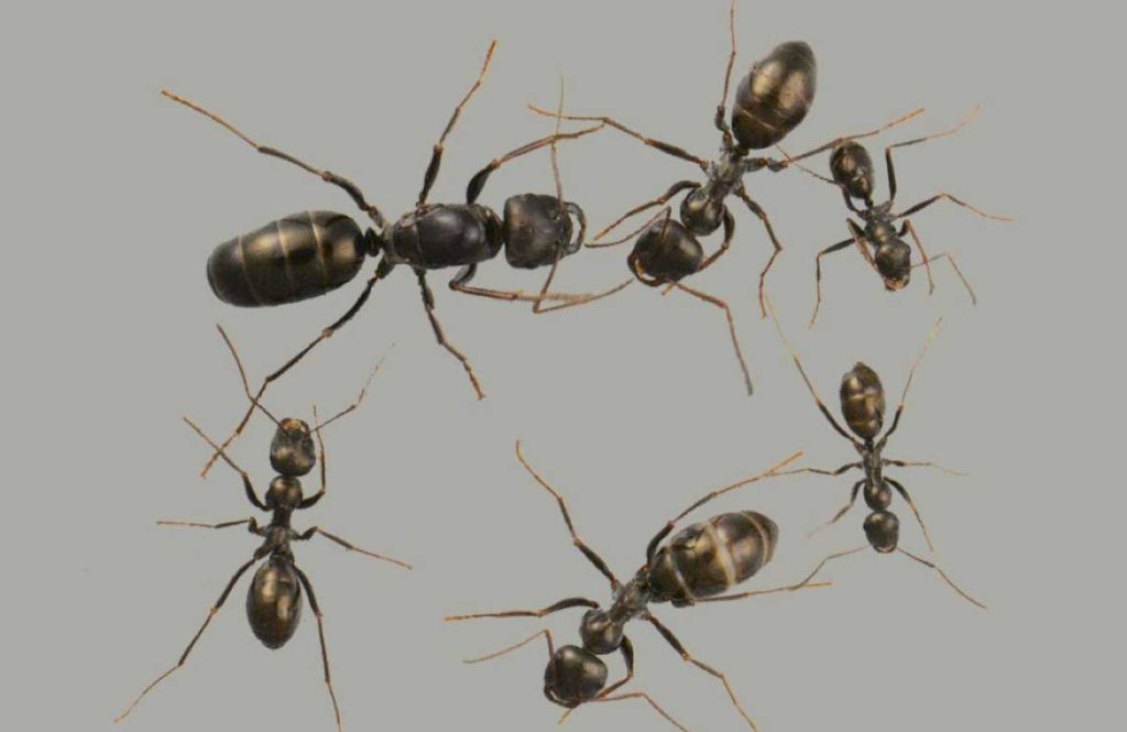 Кто такие муравьи-бегунки: описание вида Cataglyphis aenescens