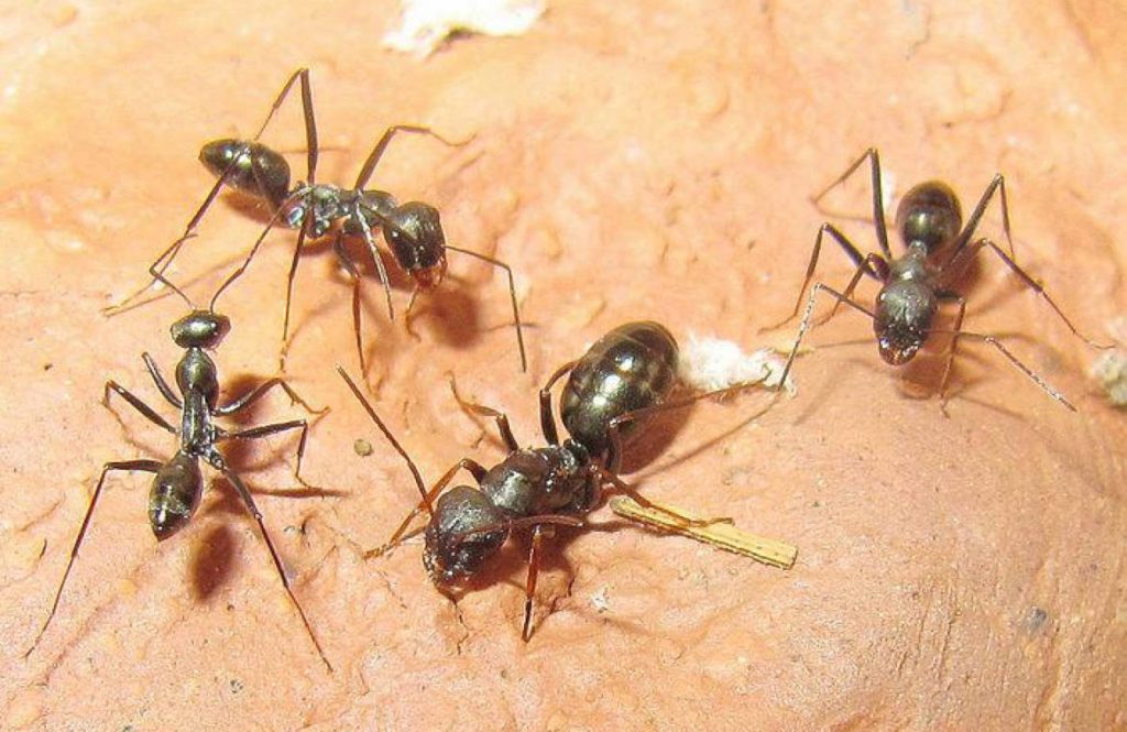 Степные бегунки – муравьи средних размеров, черные, блестящие