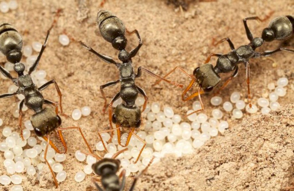 Чем питается Poneracoarctata муравьи бульдоги