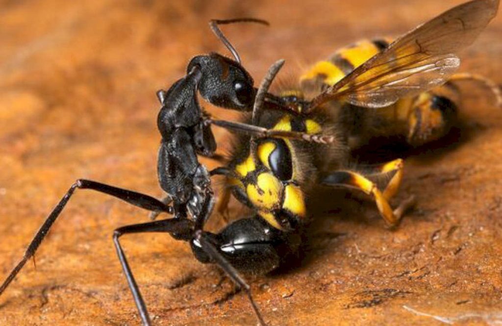 В чем опасность муравьев-бульдогов для других насекомых?