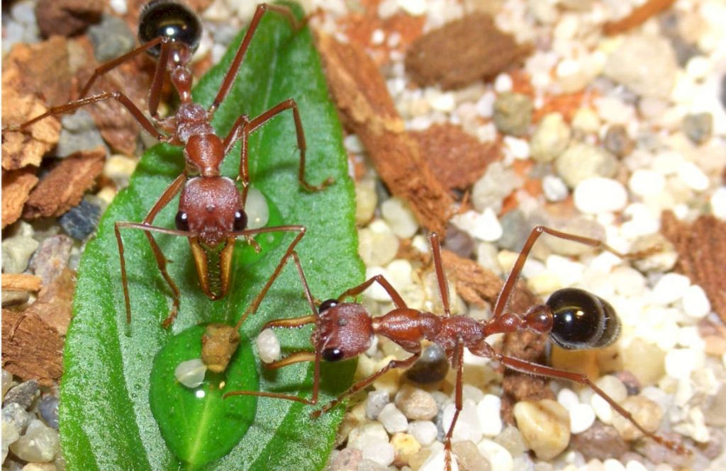 Сколько весит муравей-бульдог?