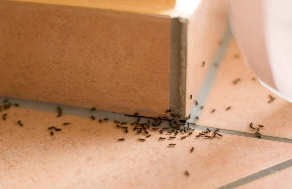 Стоит ли поводить профилактику дома от муравьев?