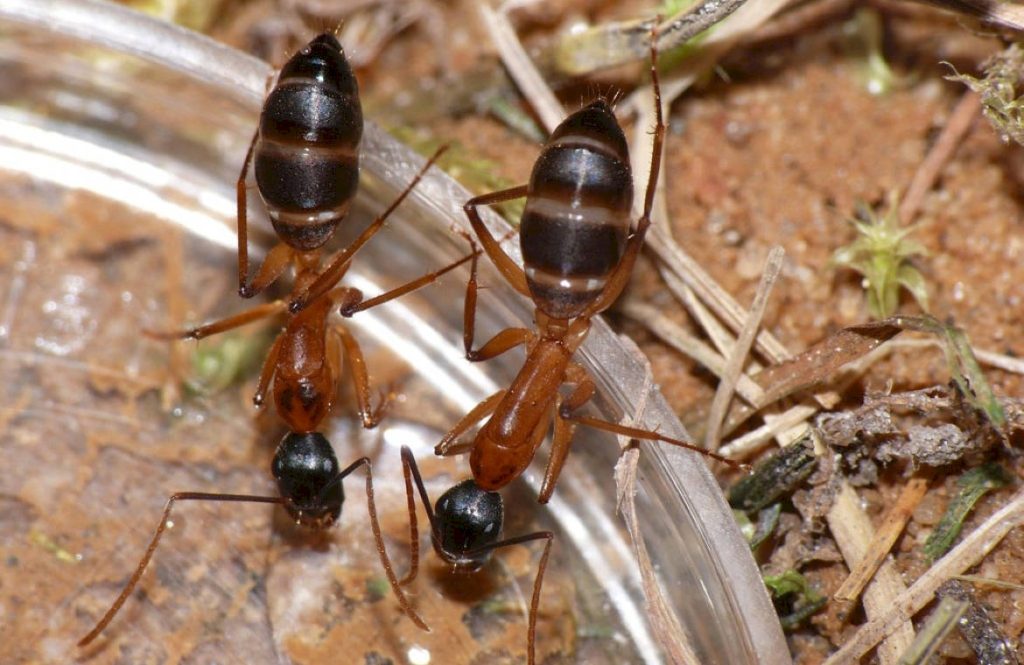 Золотистоволосый муравей