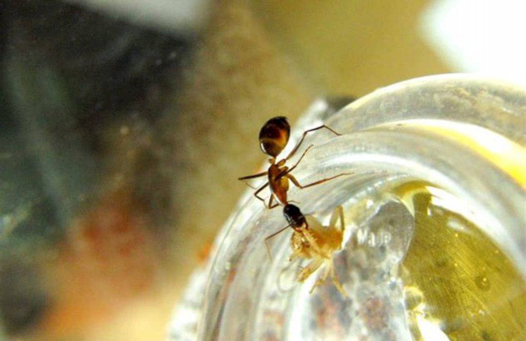  Как происходит борьба у муравьев феллахов