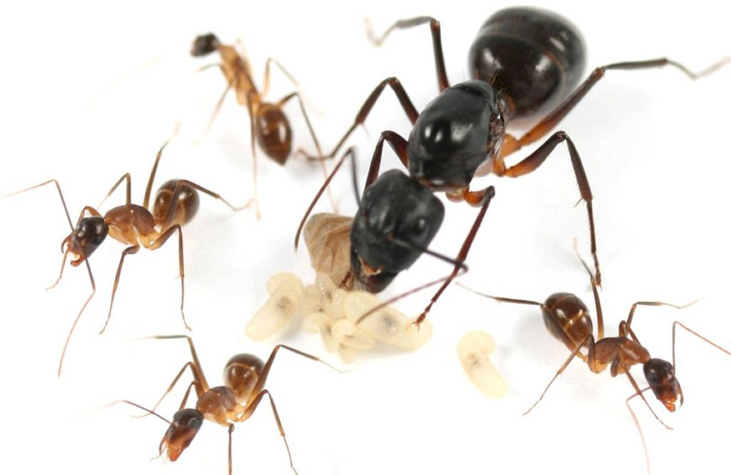 Общее описание вида Camponotus fellah