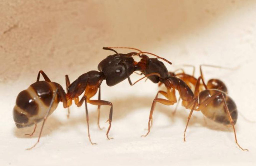 Муравьи вида Camponotus fellah (Феллахи) развиваются с одной матки