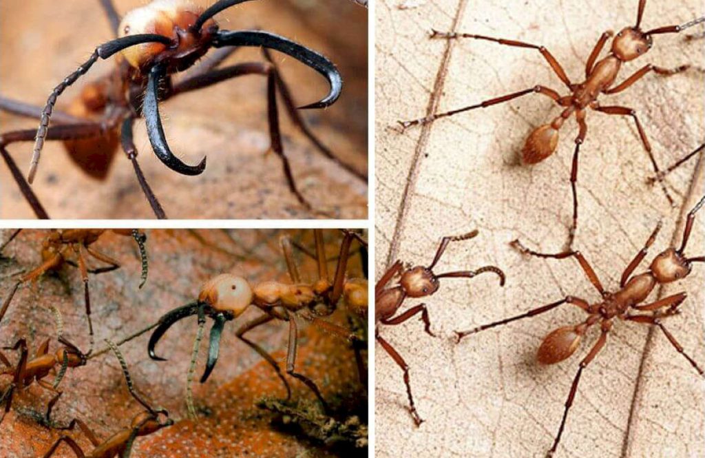 Чем преимущественно питаются муравьи-кочевники