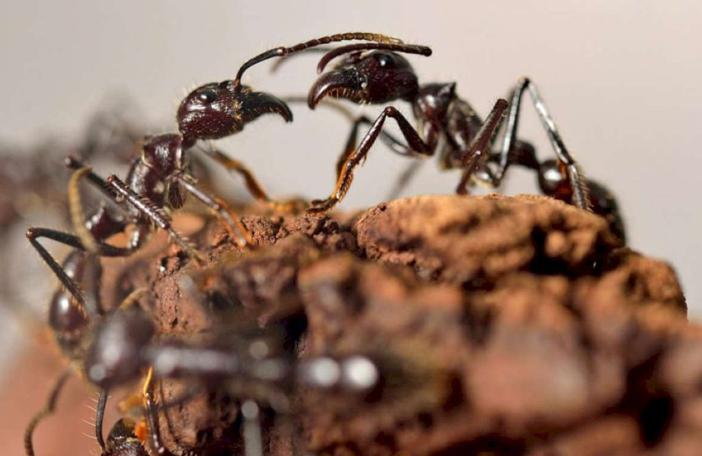Где преимущественно обитают муравьи-кочевники: ареал и места распространения