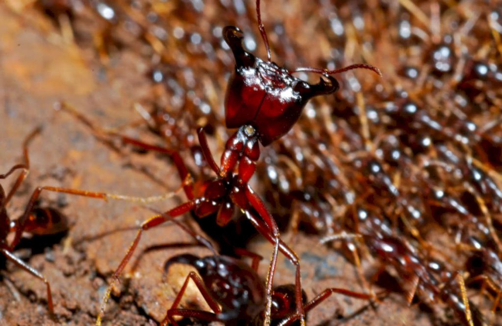 Кочевые муравьи спариваются традиционным способом