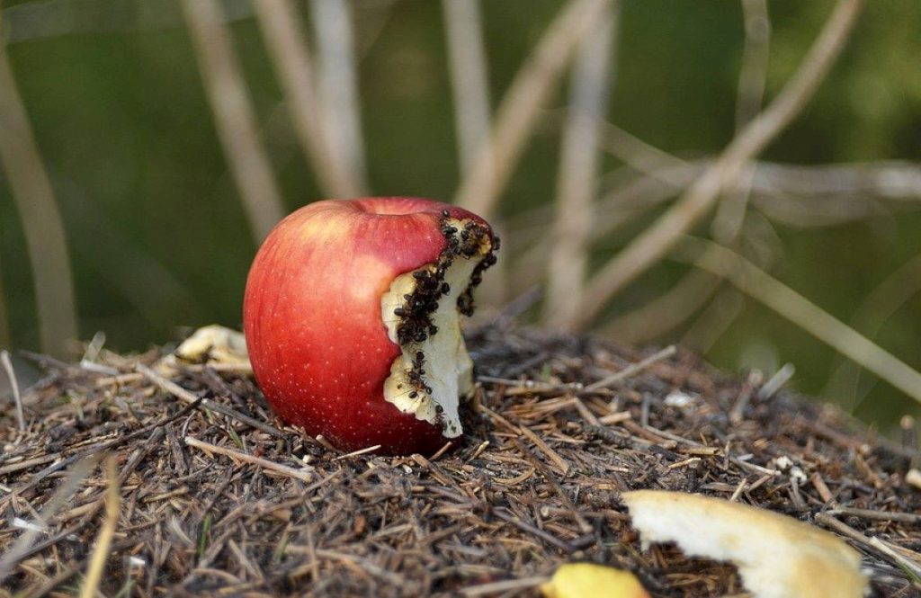 Можно ли кормить муравьев листорезов яблоками
