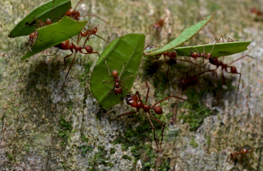Листорезы – развитые муравьи