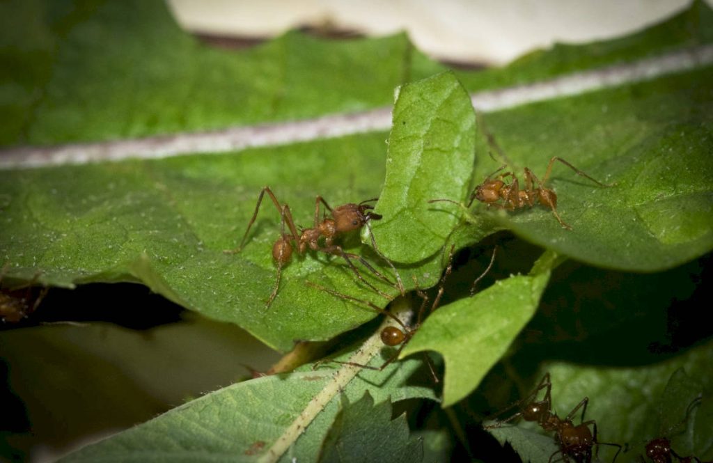 Вред и методы борьбы с муравьем-грибоводом