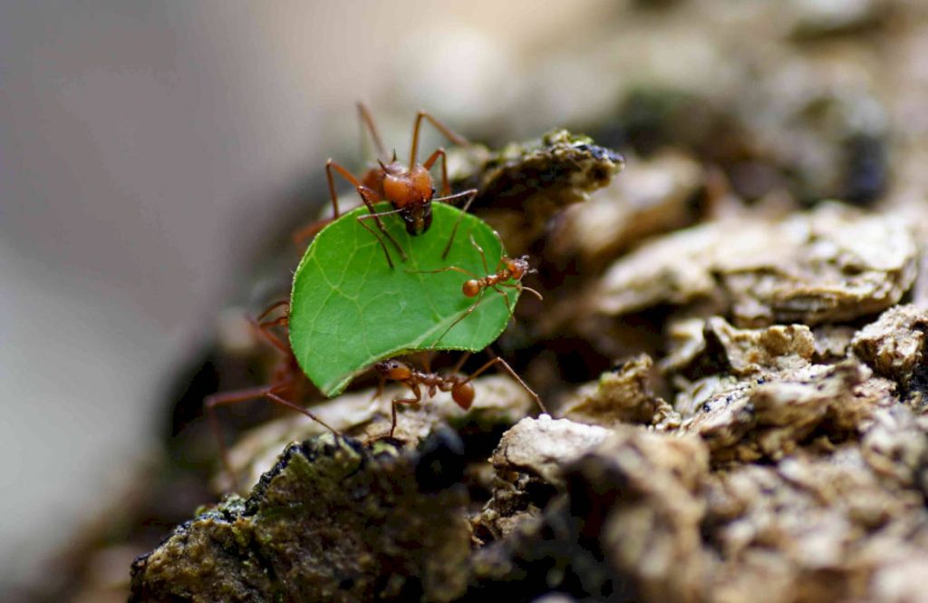 Размножение муравьев листорезов