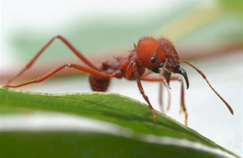 Едят ли муравьи листорезы сладкое