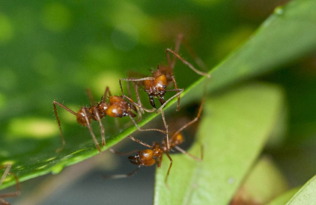Где обитают муравьи-листорезы в природе