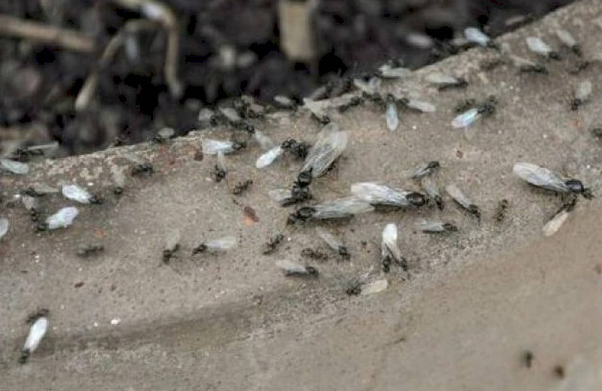 Крылатых муравьев. Нашествие крылатые муравьи. Нашествие летающих муравьев. Нашествие муравьев с крыльями. Мелкие букашки в земле.