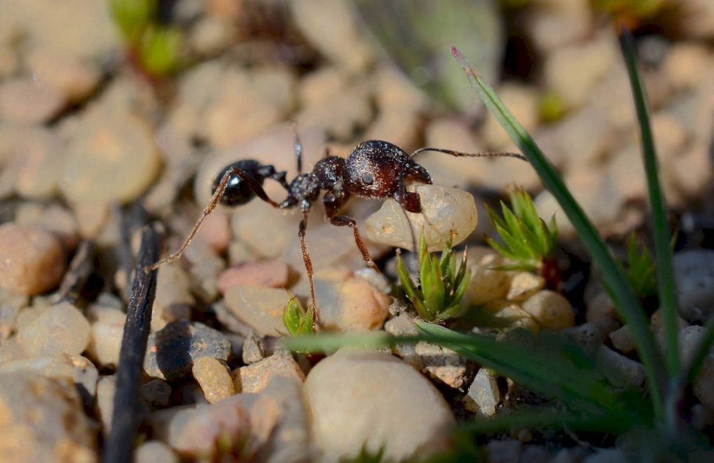 Где обитают муравьи-жнецы