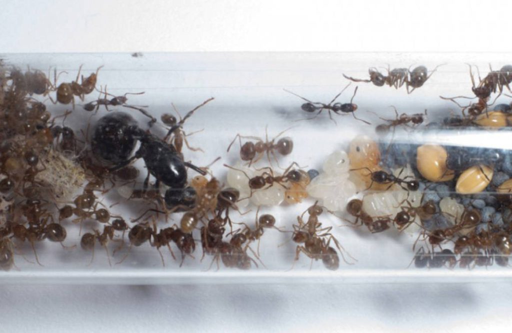 Виды муравьев жнецов