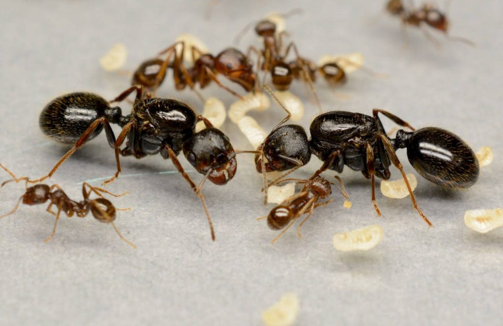 Как проходит размножение у муравьев-жнецов в природе