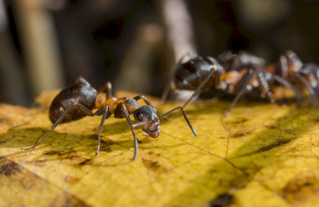 Рабочие муравьи
